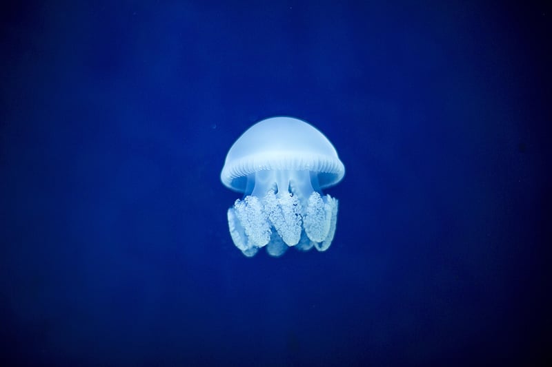 Oceanic voyages