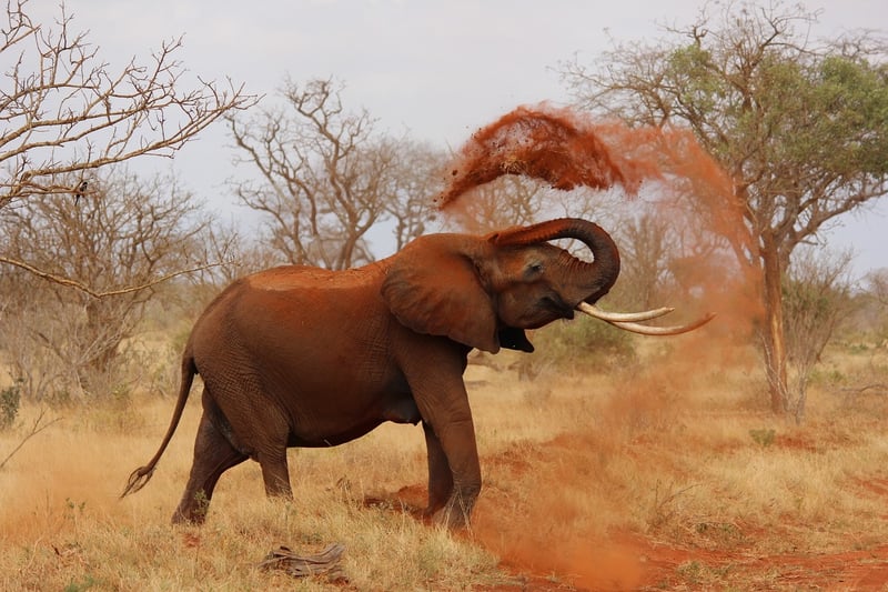African Savannah